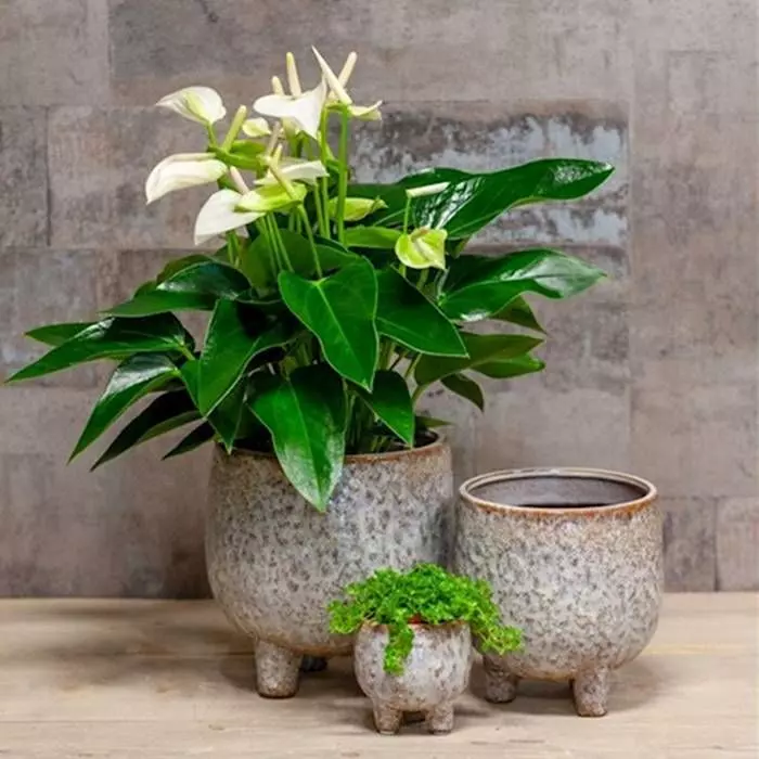 Pot Op Voet Sierra Levendig Grijs 15cm 2 Pot Op Voet Sierra Levendig Grijs 15cm - Afbeelding 2