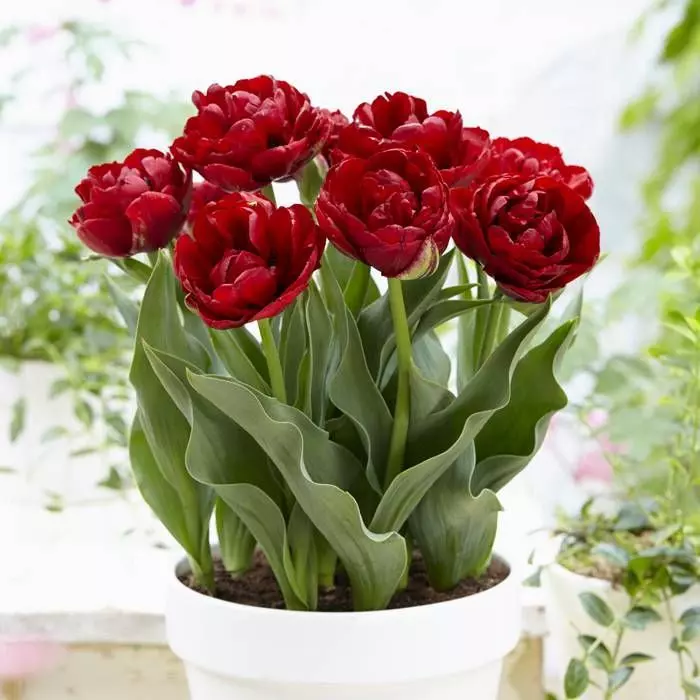 Tulp Red Baby 2 Tulp Red Baby - Afbeelding 2