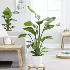 Strelitzia Nicolai 17 Cm Pot