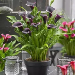 Tuinplanten -Tuinplanten fd22218wh jpg