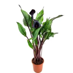 Zantedeschia Zwart 13 Cm Pot