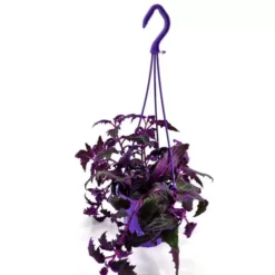 Gynura Purple Passion