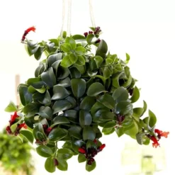 Aeschynantus Mona Lisa