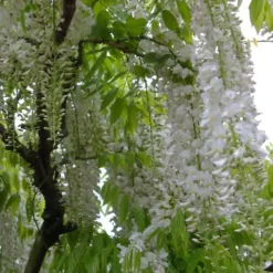 Wisteria Floribunda Alba