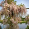 Wisteria Floribunda Rosea