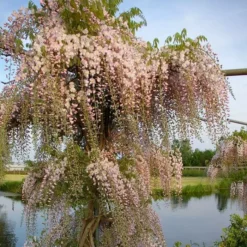 Wisteria Floribunda Rosea