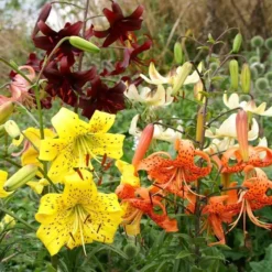 Tiger Lelies Gemengd