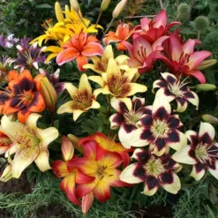 Aziaat Lelies Tweekleurig En Spikkel 12/14