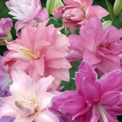 Lilium Oriental Lotus Gemengd 12/14