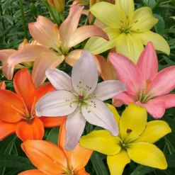 Stuifmeelvrije Lelies Gemengd 12/14