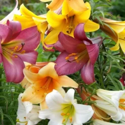 Trompetlelies Mix 12 X 14