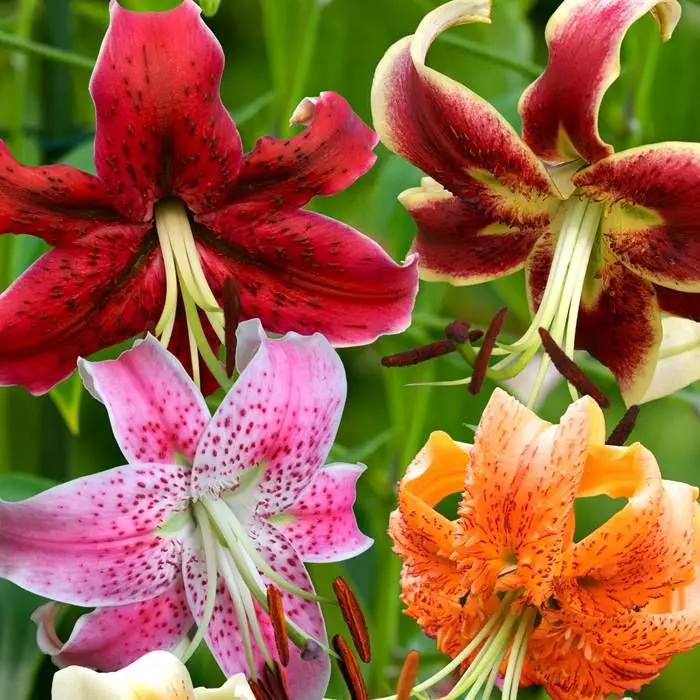 Specie Lelies Gemengd 12/14 1 Specie Lelies Gemengd 12/14