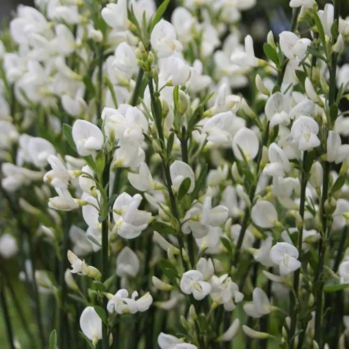 Cytisus White Lion 13 Cm Pot 1 Cytisus White Lion 13 Cm Pot