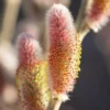 Salix Mount Aso