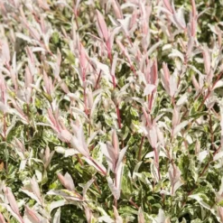 Salix Flamingo