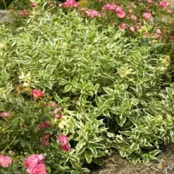 Diervilla Sessilifolia Cool Splash 9 Cm Pot