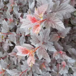 Physocarpus Opulifolius Fire Side 9 Cm Pot