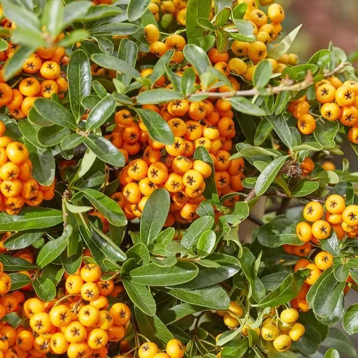 Pyracantha Coccinea Sonny Star 9 Cm X 5 2 Pyracantha Coccinea Sonny Star 9 Cm X 5 - Afbeelding 2