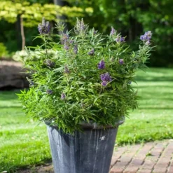 Vitex Agnus-castus Blue Puffball 9 Cm Pot