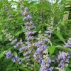 Vitex Agnus-castus Magical Summertime Blues