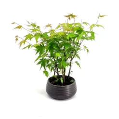 Bonsai Acer Forest 20 Cm Pot
