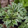 Hosta Queen Josephine 13 Cm