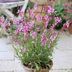 Gaura Lindheimeri Siskiyou Pink 15 Cm Pot