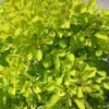 Cotinus Golden Lady 9 Cm Pot