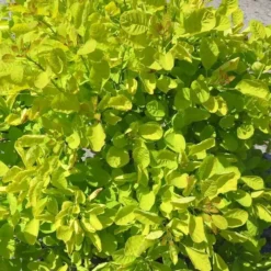 Cotinus Golden Lady 9 Cm Pot