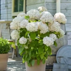 Hydrangea Arborescens Marshmallow 9 Cm Pot