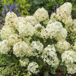 Hydrangea Paniculata Petite Star 12 Cm Pot