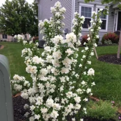 Philadelphus Coronarius Pearls Of Parfume 9 Cm Pot