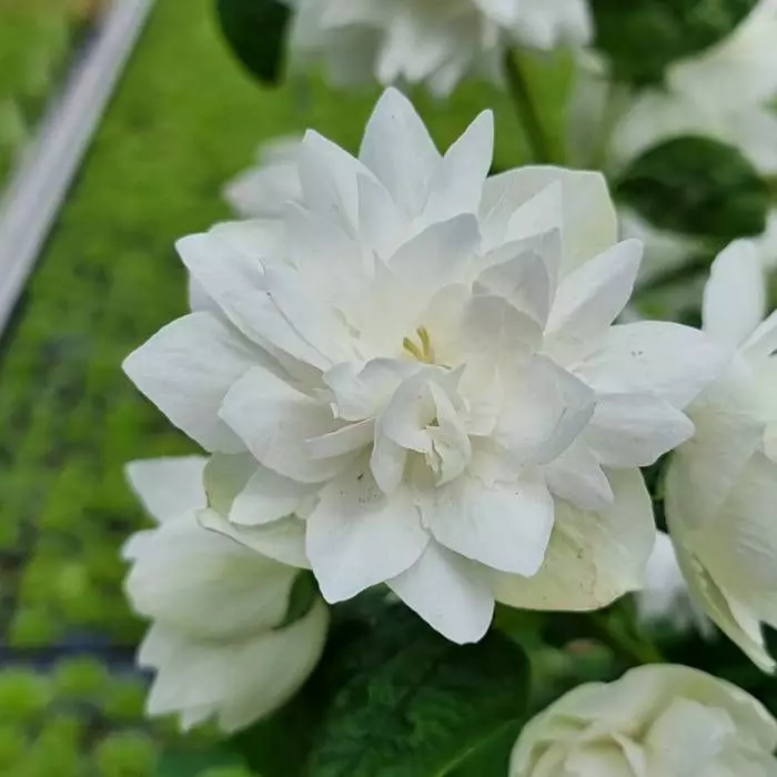 Philadelphus Coronarius Pearls Of Parfume 9 Cm Pot 2 Philadelphus Coronarius Pearls Of Parfume 9 Cm Pot - Afbeelding 2