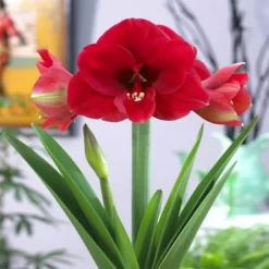 Amaryllis Ferrari 28/30
