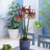 Amaryllis La Paz 22/24