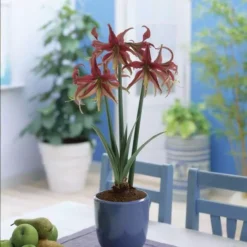 Amaryllis La Paz 22/24