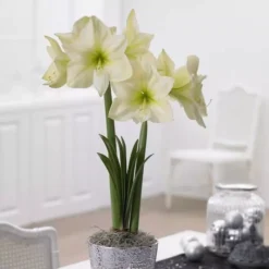 Amaryllis Lemon Star 26/28