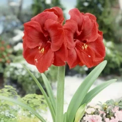 Amaryllis Liberty 32/34