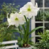 Hippeastrum Mount Blanc 28/30