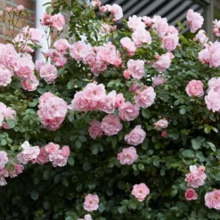 Floribunda Rose Bonica 3ltr Pots