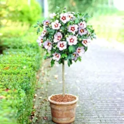 Standard Hybiscus Syriacus Red Heart Op Stam