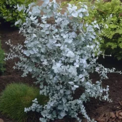 Eucalyptus Gunni Bush 15 Cm Pot