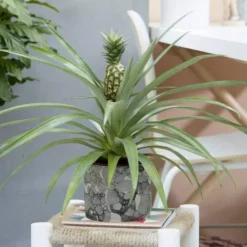 Ananas Comosus 14 Cm Pot
