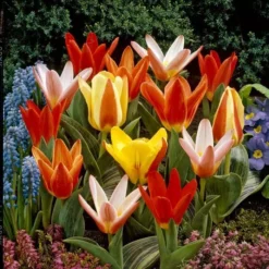 Tulp Kaufmanniana Gemengd