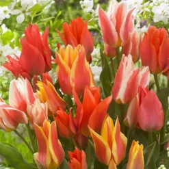 Tulpen Greigii Gemengd