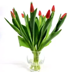 Tulpenbos Rood