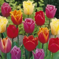 Tulpen Gefranjeerd Gemengd