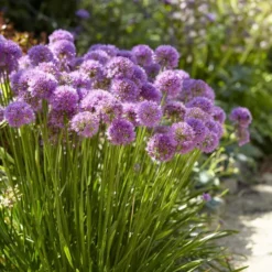 Allium Millenium 9 Cm Pot