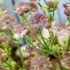 Astrantia Major Roma (Zeeuws Knoopje) 9 Cm Pot