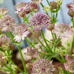 Astrantia Major Roma (Zeeuws Knoopje) 9 Cm Pot